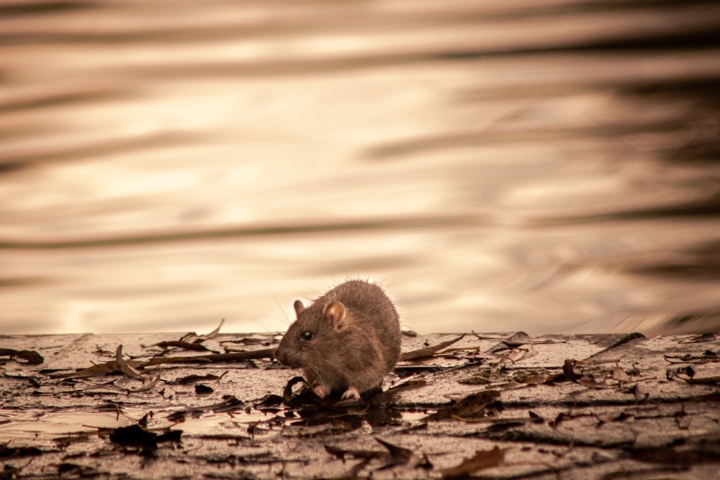 Dératisation (souris et rats) à Marseille