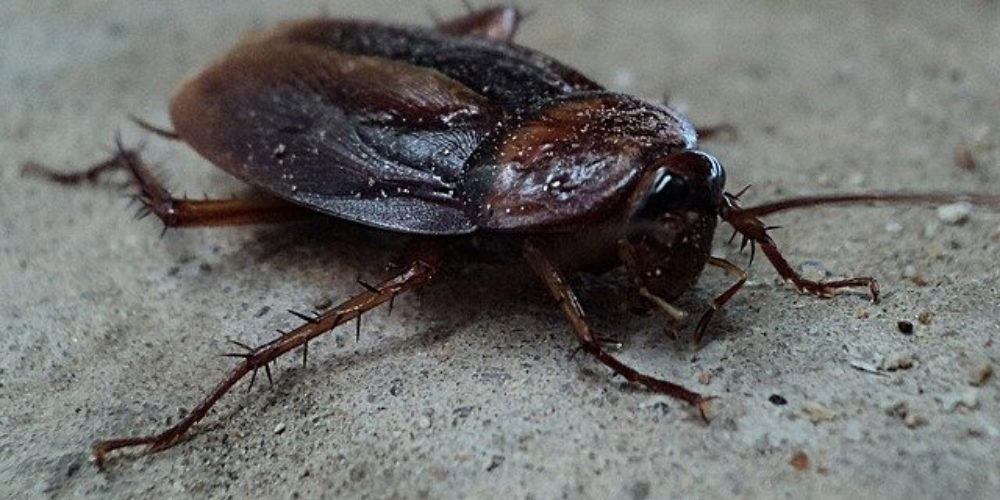 Procéder désinsectisation pièce marseille