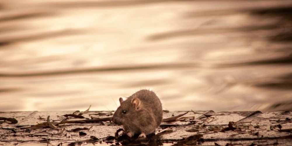 Dératisation (souris et rats) à Marseille